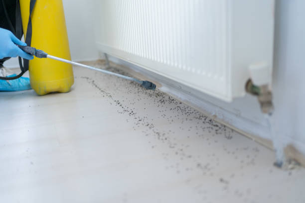 Best Wasp Removal Services  in St Joseph, MO