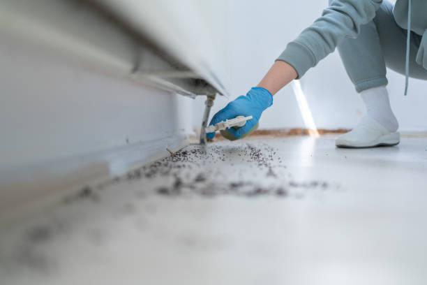 Best Local Pest Control Services  in St Joseph, MO